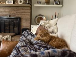 Lost Male Cat last seen Willow lane and hickory, Perrysburg, OH 43551