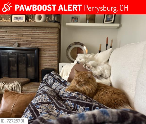 Lost Male Cat last seen Willow lane and hickory, Perrysburg, OH 43551