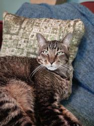 Lost Male Cat last seen Between manhattan ave and graham ave and powers st, Brooklyn, NY 11211