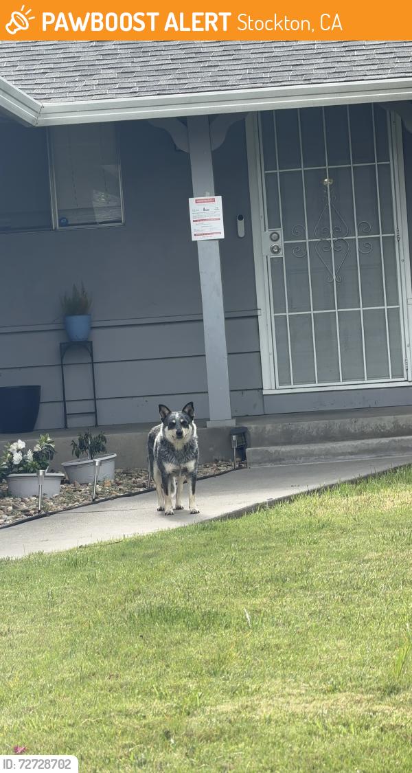 Found/Stray Unknown Dog last seen Holiday Park, Stockton, CA 95207