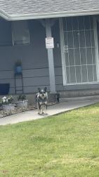 Found/Stray Unknown Dog last seen Holiday Park, Stockton, CA 95207