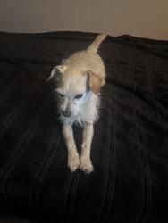 Lost Male Dog last seen Sycamore ave , Hayward, CA 94544
