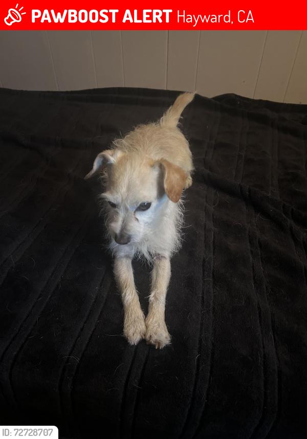 Lost Male Dog last seen Sycamore ave , Hayward, CA 94544