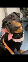 Lost Female Dog last seen 45th street , San Diego, CA 92113