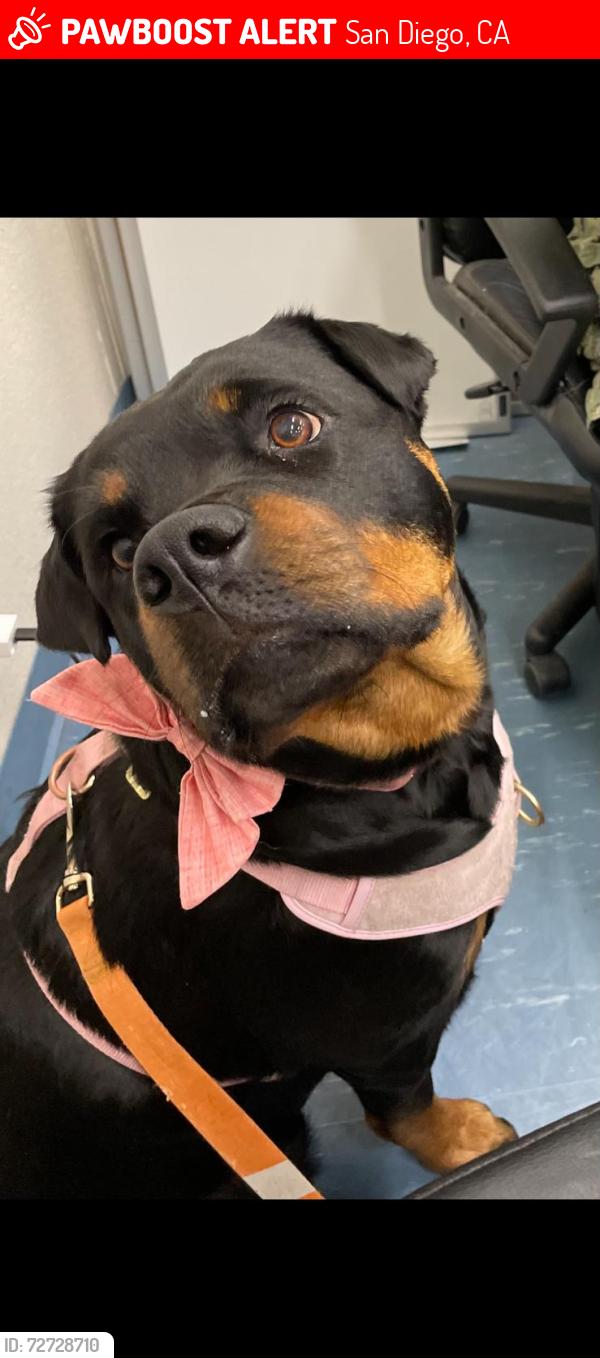 Lost Female Dog last seen 45th street , San Diego, CA 92113
