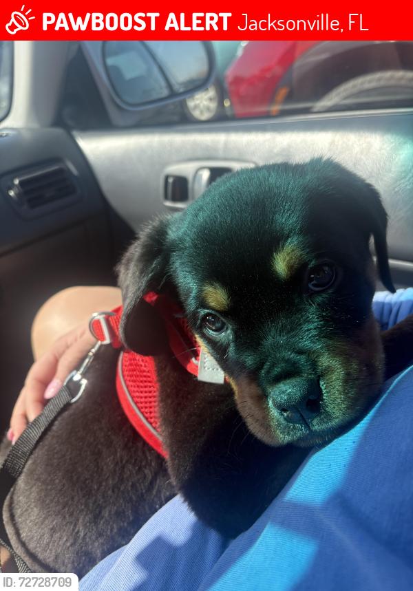 Lost Male Dog last seen Hawks landing ct , Jacksonville, FL 32217