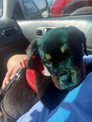 Lost Male Dog last seen Hawks landing ct , Jacksonville, FL 32217