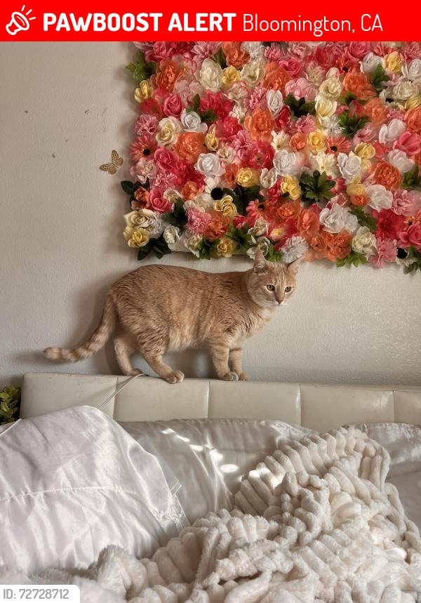 Lost Male Cat last seen valley blvd , Bloomington, CA 92316