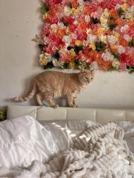 Lost Male Cat last seen valley blvd , Bloomington, CA 92316