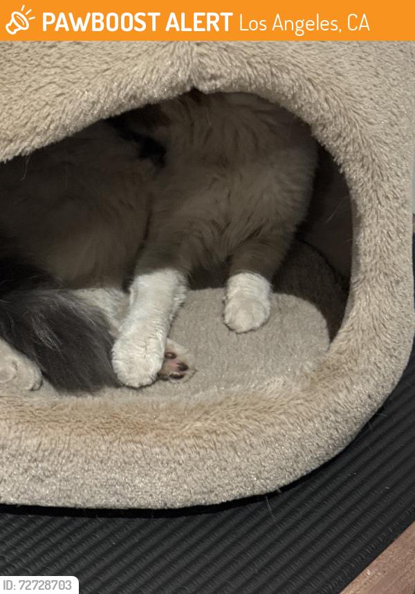 Found/Stray Unknown Cat last seen hse, Los Angeles, CA 91402