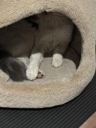 Found/Stray Unknown Cat last seen hse, Los Angeles, CA 91402
