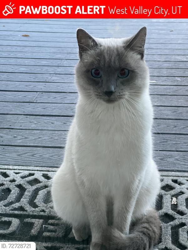 Lost Male Cat last seen West valley city, West Valley City, UT 84128