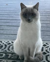 Lost Male Cat last seen West valley city, West Valley City, UT 84128