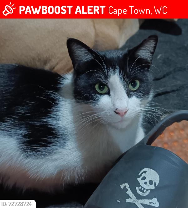 Lost Male Cat last seen Ampere Street out of La Belle Ave, Cape Town, WC 7530