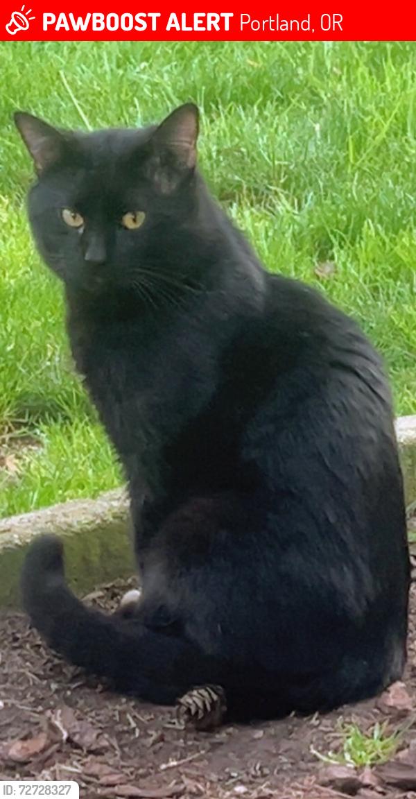 Lost Male Cat last seen Near NE HOLLADAY ST , Portland, OR 97220