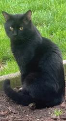 Lost Male Cat last seen Near NE HOLLADAY ST , Portland, OR 97220