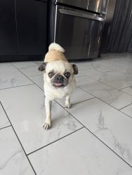 Found/Stray Female Dog last seen Via Puente , Victorville, CA 92392