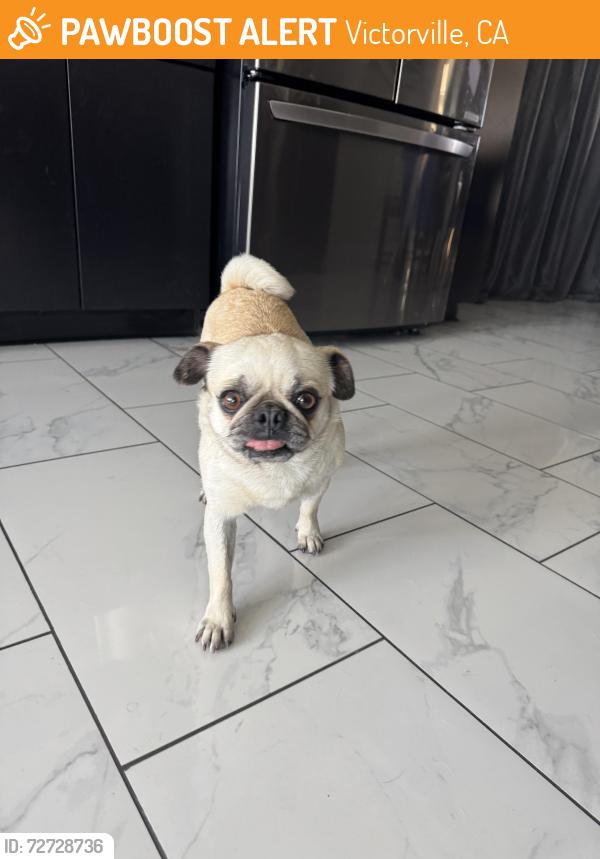 Found/Stray Female Dog last seen Via Puente , Victorville, CA 92392