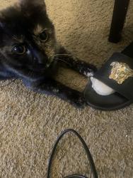 Lost Female Cat last seen Independence Village East, Reynoldsburg, OH 43068