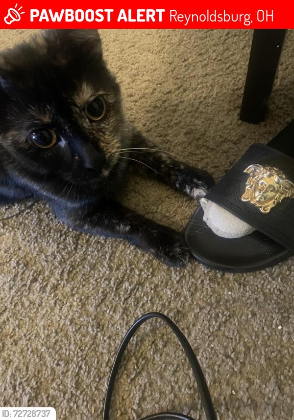Lost Female Cat last seen Independence Village East, Reynoldsburg, OH 43068