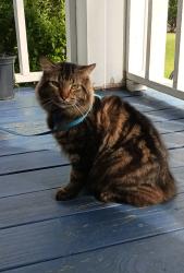 Lost Male Cat last seen Bull Creek Drive West In White Cypress Lakes , Perkinston, MS 39573