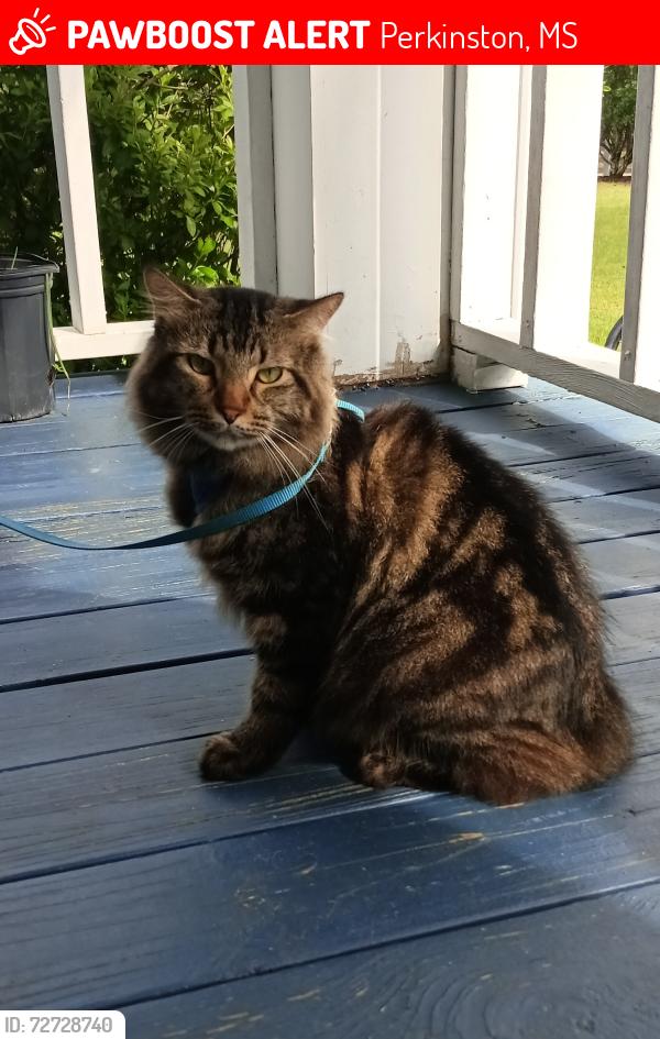 Lost Male Cat last seen Bull Creek Drive West In White Cypress Lakes , Perkinston, MS 39573