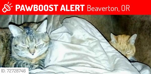 Lost Female Cat last seen Near NW Corbell Road, Beaverton, OR 97006