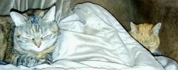 Lost Female Cat last seen Near NW Corbell Road, Beaverton, OR 97006