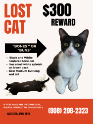 Lost Male Cat last seen Foodland Ewa beach , Ewa Beach, HI 96706
