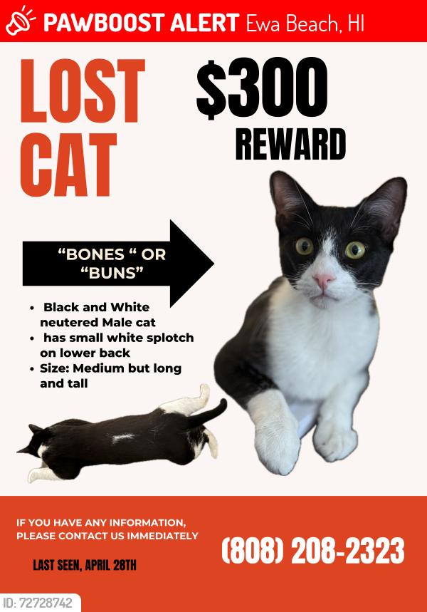 Lost Male Cat last seen Foodland Ewa beach , Ewa Beach, HI 96706