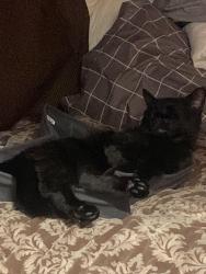 Lost Female Cat last seen Niguel Road and Alicia, Laguna Niguel, CA 92677