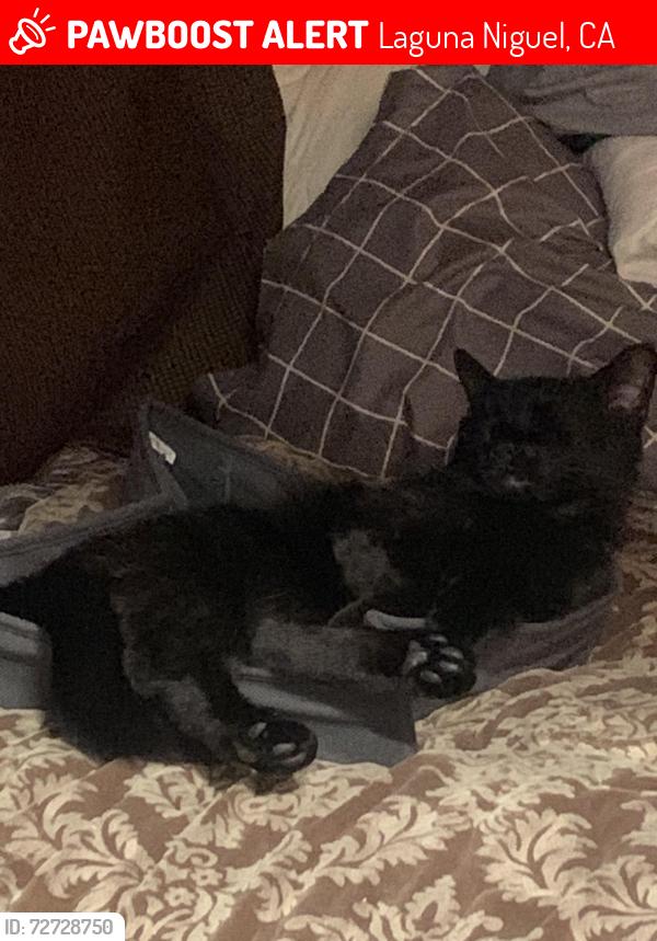 Lost Female Cat last seen Niguel Road and Alicia, Laguna Niguel, CA 92677
