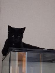 Lost Female Cat last seen Near Azalea Circle , Honey Brook, PA 19344
