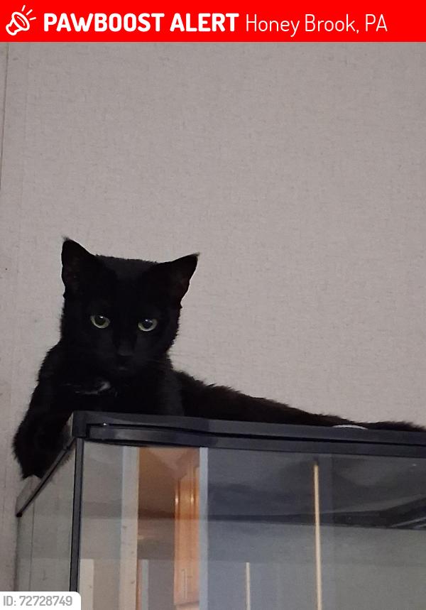 Lost Female Cat last seen Near Azalea Circle , Honey Brook, PA 19344