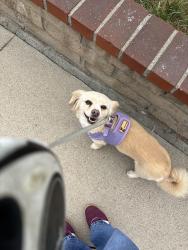 Lost Female Dog last seen San Bernardino St. , Montclair, CA 91763