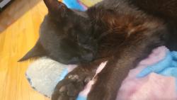 Found/Stray Unknown Cat last seen Green hills rd, Kansas City, MO 64151