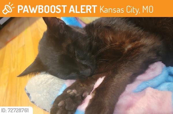 Found/Stray Unknown Cat last seen Green hills rd, Kansas City, MO 64151