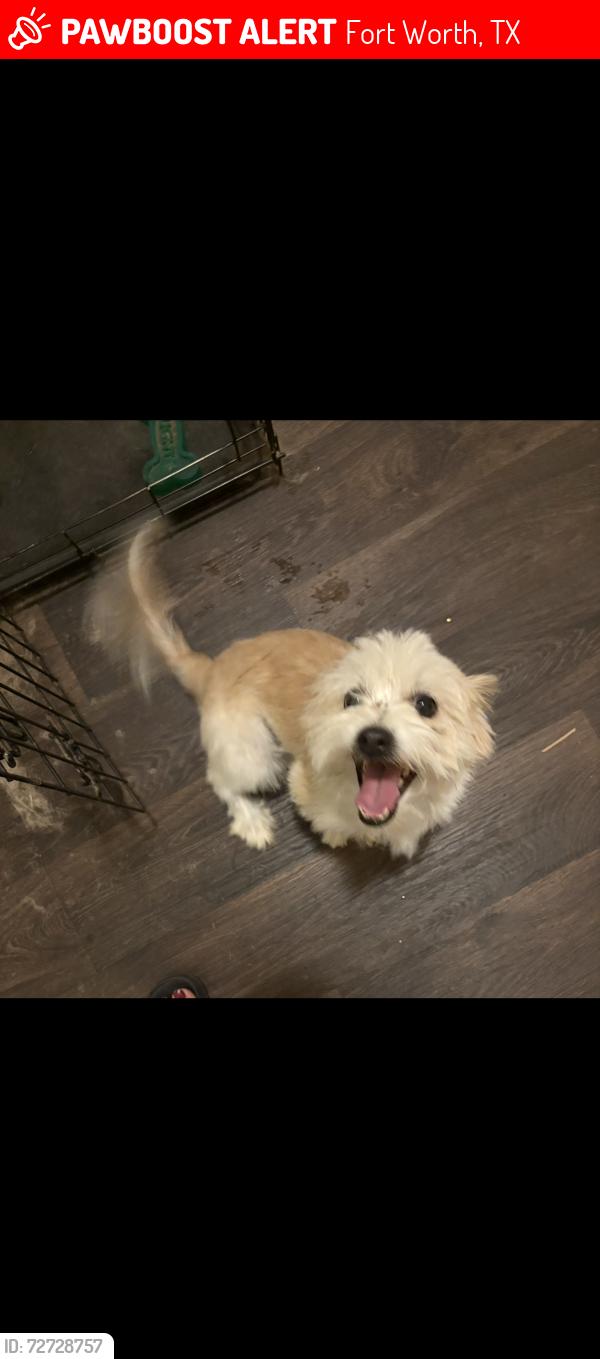 Lost Male Dog last seen Nara Vista Trl , Fort Worth, TX 76119