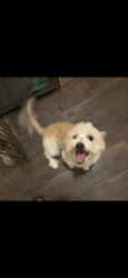 Lost Male Dog last seen Nara Vista Trl , Fort Worth, TX 76119