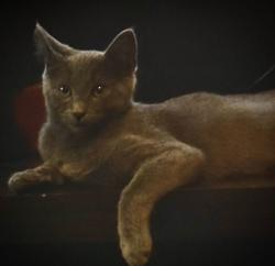 Lost Male Cat last seen 23000Blick of Brookside Rd, Crestline, CA 92325