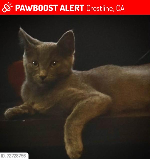 Lost Male Cat last seen 23000Blick of Brookside Rd, Crestline, CA 92325
