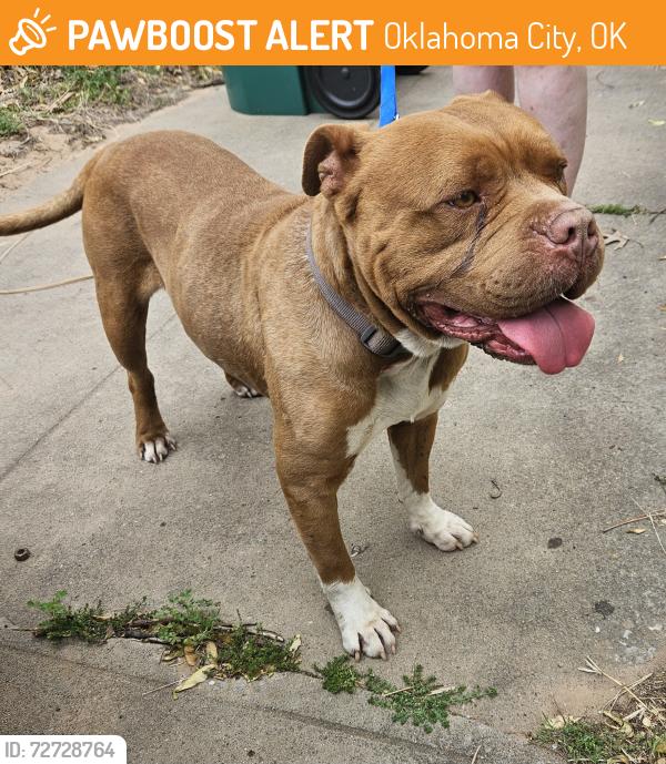 Found/Stray Male Dog last seen S May and SW 44th, Oklahoma City, OK 73119