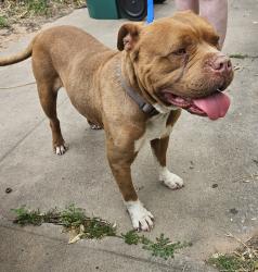 Found/Stray Male Dog last seen S May and SW 44th, Oklahoma City, OK 73119