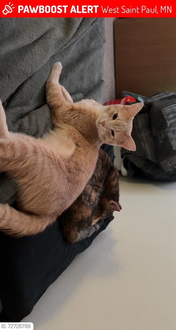 Lost Female Cat last seen Near Marie Ave and Oakdale Ave, West Saint Paul, MN 55118