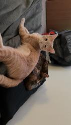 Lost Female Cat last seen Near Marie Ave and Oakdale Ave, West Saint Paul, MN 55118
