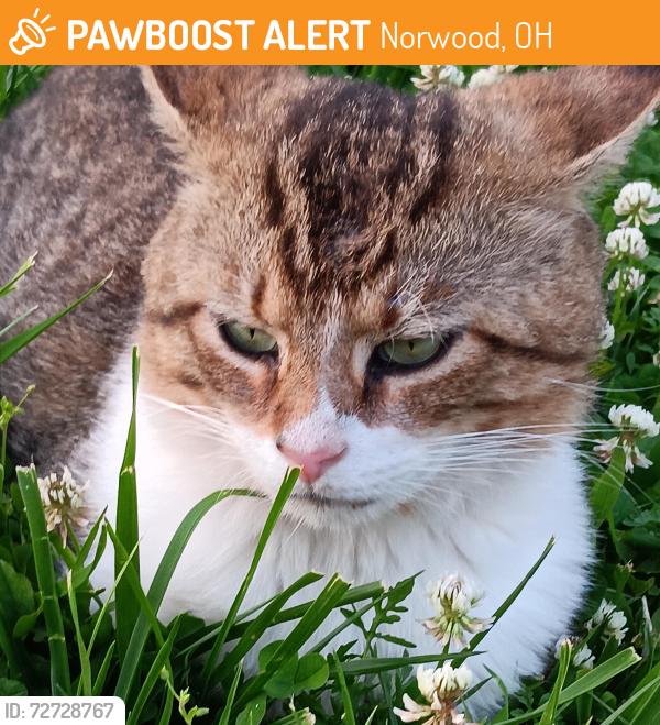 Found/Stray Male Cat last seen Mcneil and West st norwood, ohio, Norwood, OH 45212