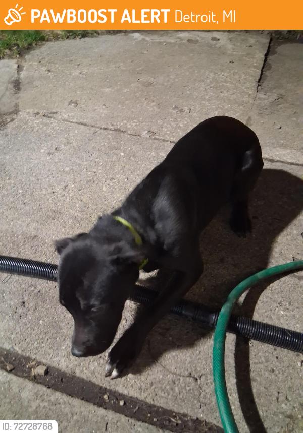 Found/Stray Unknown Dog last seen Van dyke & E Vernor Highway , Detroit, MI 48214