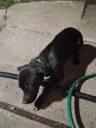 Found/Stray Unknown Dog last seen Van dyke & E Vernor Highway , Detroit, MI 48214