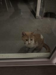 Found/Stray Unknown Cat last seen Scarlet Oak drive and Amanda Lane, Phoenixville, PA 19460