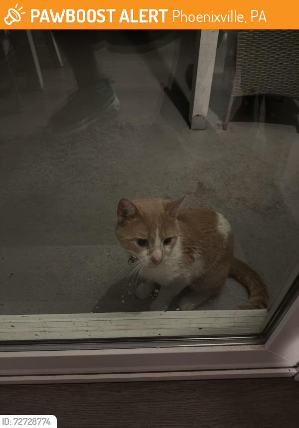Found/Stray Unknown Cat last seen Scarlet Oak drive and Amanda Lane, Phoenixville, PA 19460